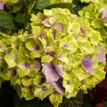 Hortensia - Hydrangea macrophylla Magical Jewel rosa