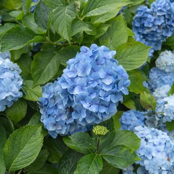 Hortensia - Hydrangea macrophylla Mousseline