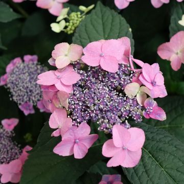 Hydrangea Nanping