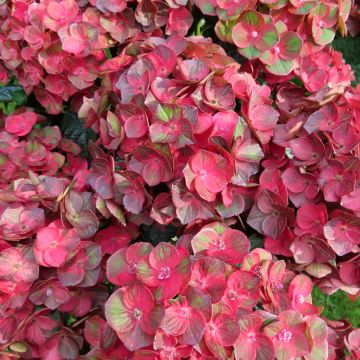 Hortensia - Hydrangea macrophylla Rebellion Choco Love