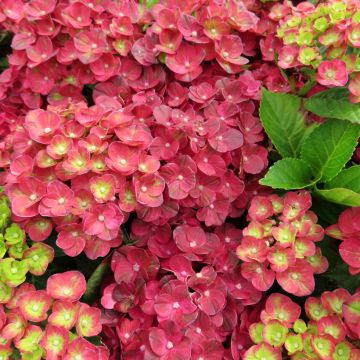 Hortensia - Hydrangea macrophylla Rebellion Pistachio Love