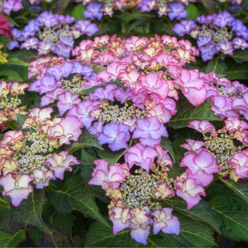 Hortensia - Hydrangea macrophylla Tiffany