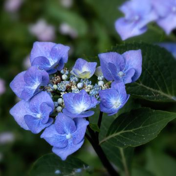 Hortensia - Hydrangea macrophylla Zorro