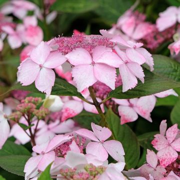 Hortensia -  Hydrangea serrata Grayswood