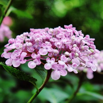 Hortensia macrophylla Ayesha