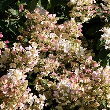 Hortensia paniculata Burgondy Lace