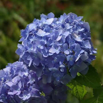 Hortensia - Hydrangea macrophylla Endless Summer The Original (bleu)