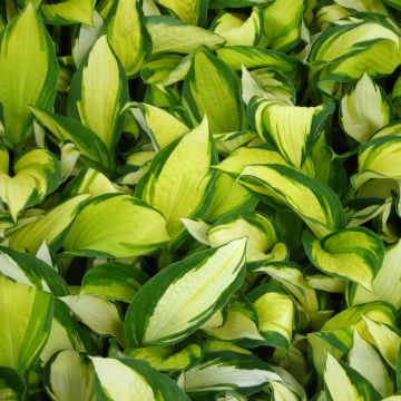 Hosta Color Festival - Pot de 1,5L