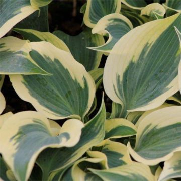 Hosta Great Escape pot de 1,5L