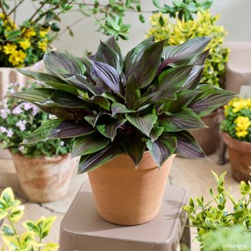 Hosta White Feather