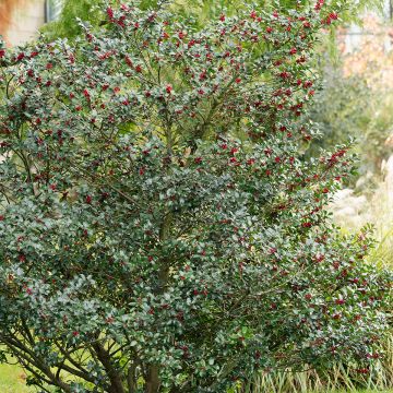 Ilex aquifolium Alaska, Houx commun