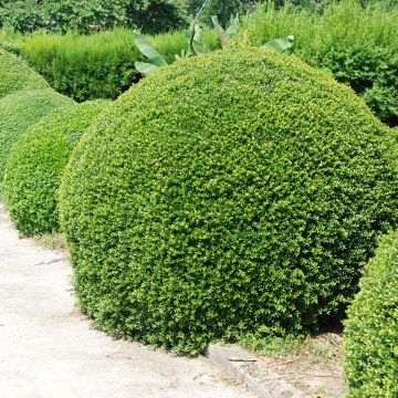 Houx crénelé - Ilex crenata Dark Green 