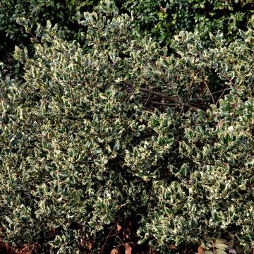 Houx panaché - Ilex aquifolium Argenteomarginata
