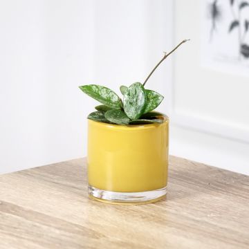 Hoya Mathilde Splash - Fleur de porcelaine