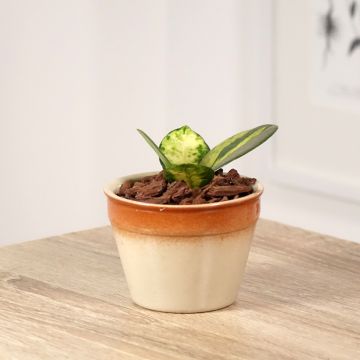 Hoya australis Tricolor - Fleur de porcelaine
