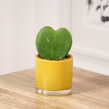 Hoya kerrii - Plante-coeur