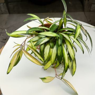 Hoya wayetii Tricolor - Fleur de porcelaine