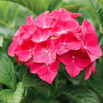 Hortensia - Hydrangea macrophylla Alpenglühen