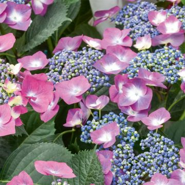 Hortensia - Hydrangea macrophylla Mousmee