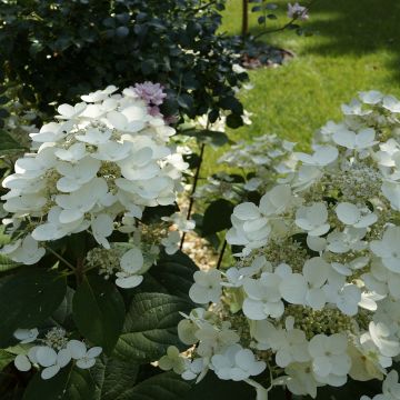 Hortensia - Hydrangea paniculata Bombshell
