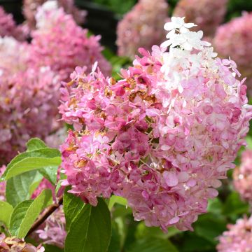 Hortensia - Hydrangea paniculata Diamant Rouge en pot de 10 L