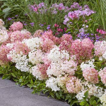 Hydrangea paniculata Groundbreaker Blush - Hortensia paniculé nain
