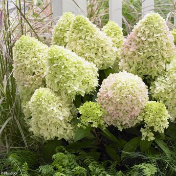 Hydrangea paniculata Little Fraise - hydrangéa paniculé