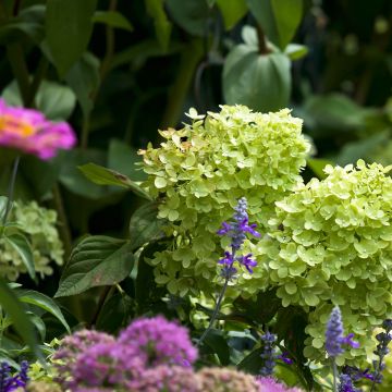 Hortensia - Hydrangea paniculata Little Lime