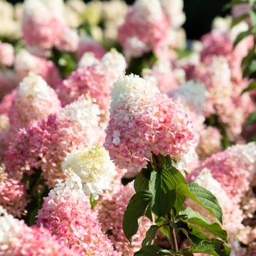 Hydrangea paniculata Living Strawberry Blossom - Hortensia paniculé