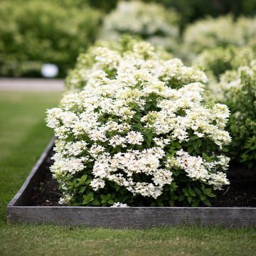 Hydrangea paniculata Living Touch of Pink - Hortensia paniculé