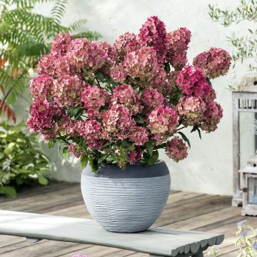 Hortensia paniculé Petite Star - Hydrangea paniculata