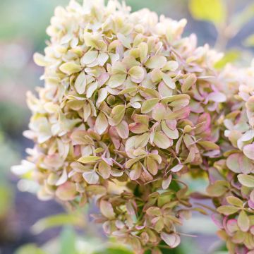Hydrangea paniculata Pixio - Hortensia paniculé nain