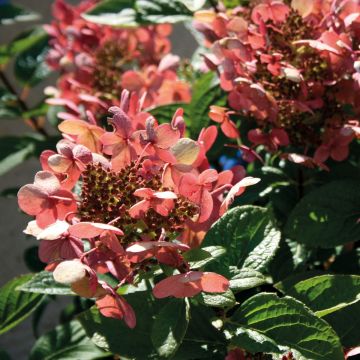 Hortensia paniculé - Hydrangea paniculata Sparkling