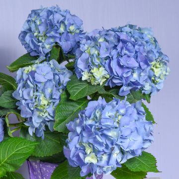 Hortensia - Hydrangea macrophylla Early Blue