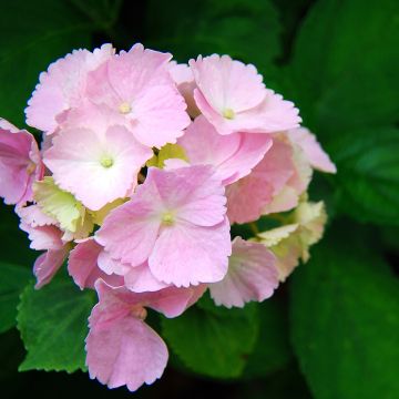 Hortensia - Hydrangea macrophylla Everbloom Pink Wonder