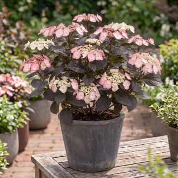 Hortensia - Hydrangea serrata Choco White