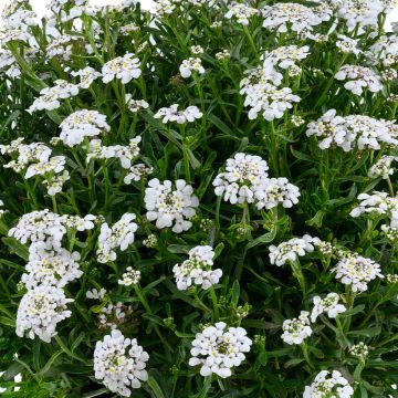 Iberis sempervirens First Flush Grace - Corbeille d’argent