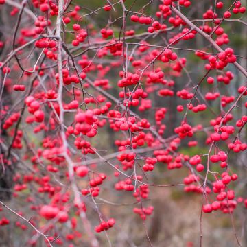 Ilex verticillata - Houx verticillé