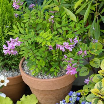 Indigofera heterantha Gerardiana - Indigotier rose
