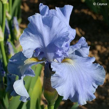 Iris germanica Virgule - Iris des Jardins