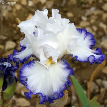 Iris germanica Poil De Carotte - Iris de bordure