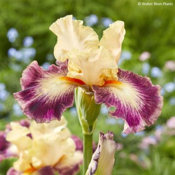 Iris germanica Comme un Sourire - Iris des Jardins