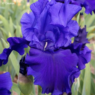 Iris germanica Storm Center - Iris des Jardins