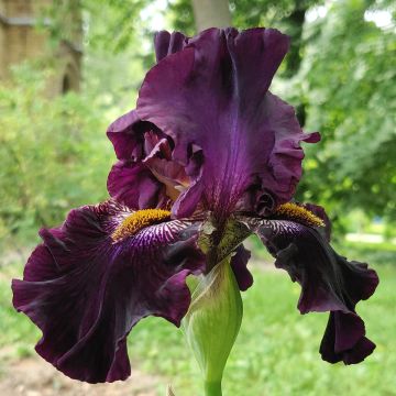 Iris germanica Black Suited