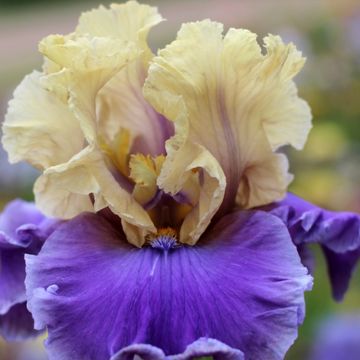 Iris germanica Guernazelle - Iris des Jardins