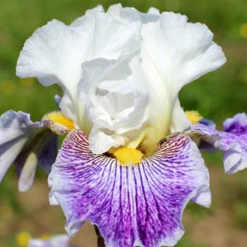 Iris germanica Palette De Peintre - Iris des Jardins