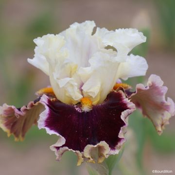 Iris germanica Alizes
