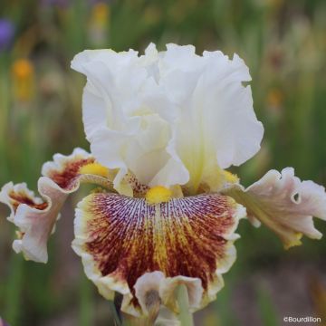 Iris germanica Alizes