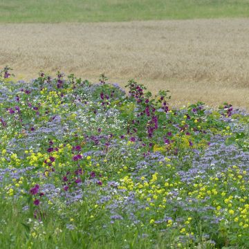 Graines OXIPOLI® - Mélange de fleurs annuelles pour 40 m²