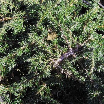 Juniperus communis Green Carpet - Genévrier commun              